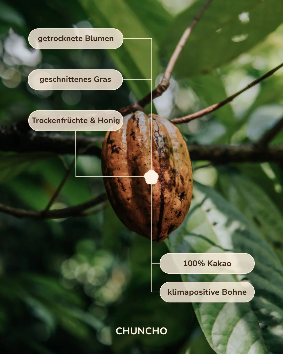 Chuncho Kakao-Taler (30g) – Zeremonieller Kakao aus Peru